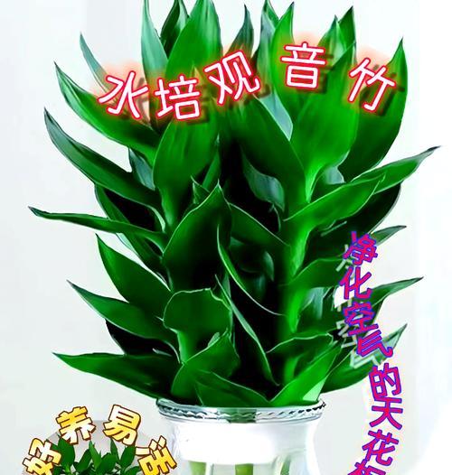 观音竹喜欢阳光的原因（探究观音竹喜欢阳光的因素和晒太阳的必要性）