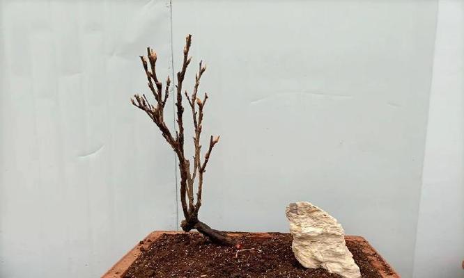 牡丹花的嫁接技术（了解嫁接技术让您的牡丹花栽培更出色）