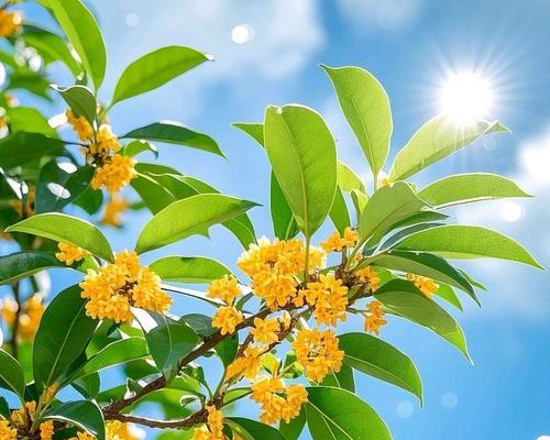 桂花树喜欢阳光还是阴？（这是一场阳光与阴影的对决！）