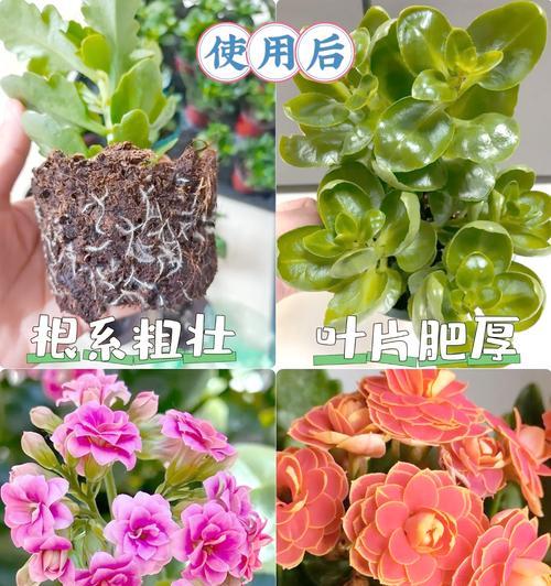 长寿花土总是湿的原因及解决方法（深入探究长寿花土湿润原因，教你有效解决问题）