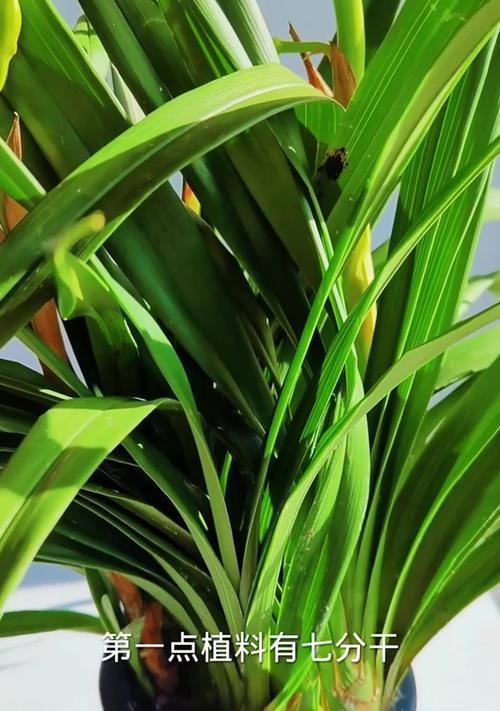 冬季防治兰花土壤虫害的有效方法（守护兰花健康成长，掌握这些关键技巧）