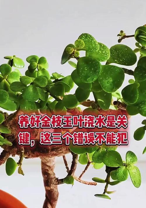 金枝玉叶的浇水方法（如何掌握适当的浇水频率和量）