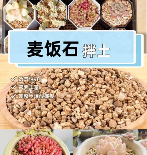 多肉植物的授粉过程（了解多肉植物的繁殖方式与技巧）