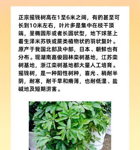 摇钱树的种植技巧与方法（掌握种植摇钱树的关键步骤，让你拥有丰收的财富树）