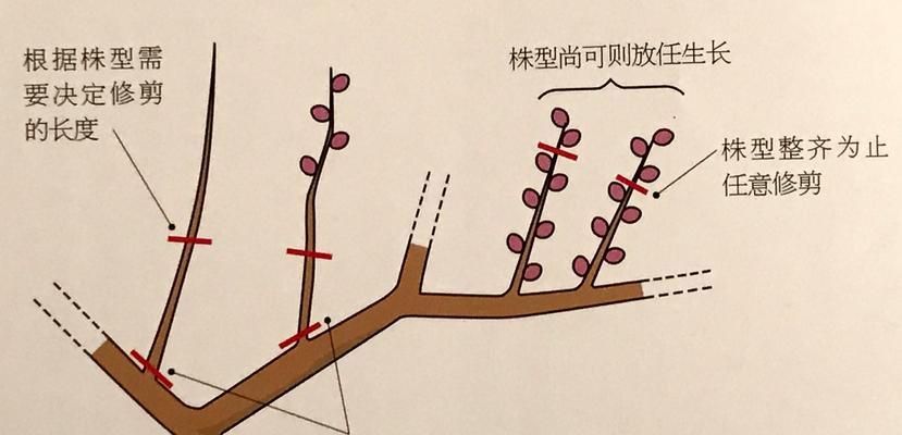 腊梅开过后的修剪技巧（腊梅修剪的时间、方法和注意事项）