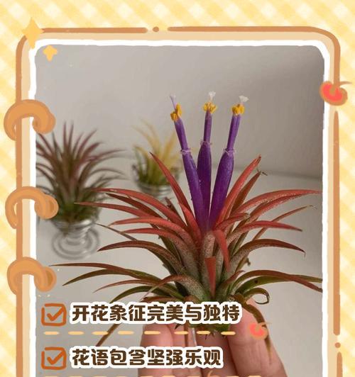 空气凤梨开花时间及养护技巧（了解凤梨花期，让你养得更好）