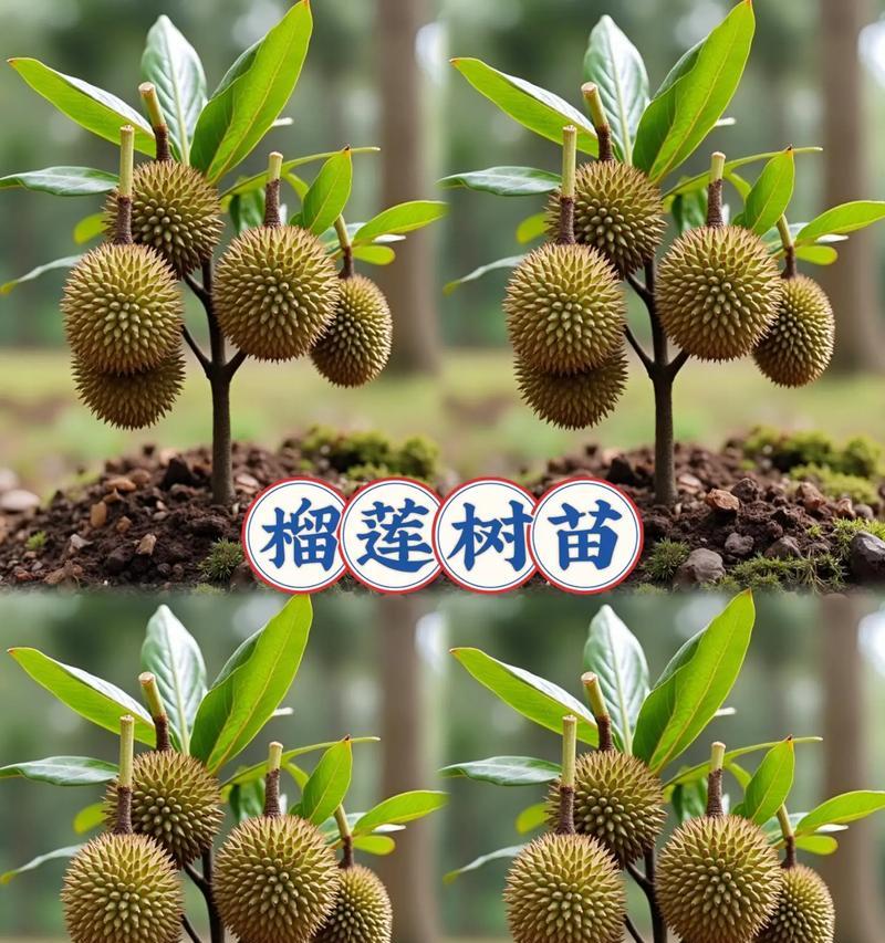 如何在花盆里种植榴莲种子（步骤详解，让您轻松培育出美味的榴莲）