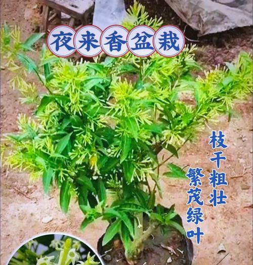 以夜合香怎么扦插（夜合香繁殖技巧与方法分享）