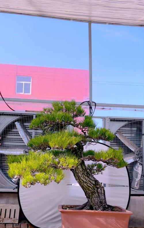 打造黑松微型盆景的技巧与方法（用黑松微型盆景点缀生活，增添自然之美）