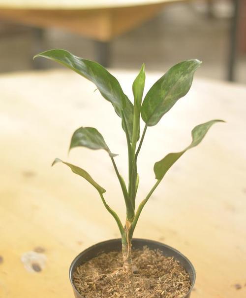 以火鹤花怎么分盆（花卉养护的关键技巧）