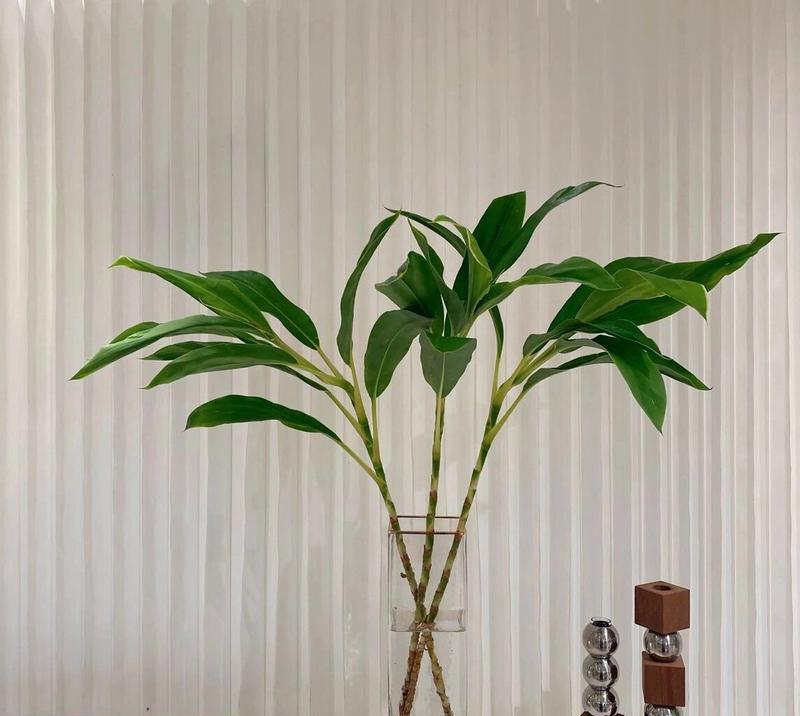 探秘节节高，一种神奇的植物（了解节节高的生长环境、特征和药用功效）