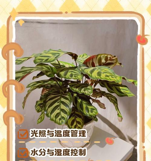 玫瑰竹芋的种植与养护技巧（打造迷人花园，享受玫瑰竹芋的优雅氛围）