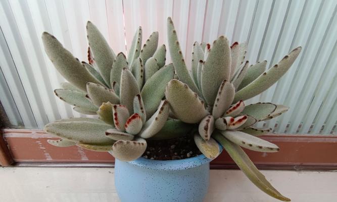 养护兔耳花的全面指南（打造美丽花园，细致呵护你的兔耳花）