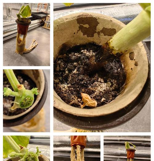 哈密瓜的生长环境与地方条件（哈密瓜的生长要素及适宜生长区域）