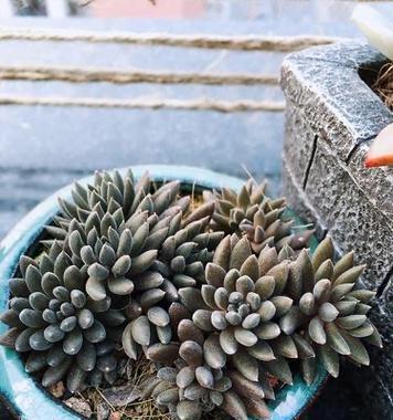 如何正确养护石莲花叶子太厚的问题（掌握关键技巧，让石莲花焕发健康光彩）