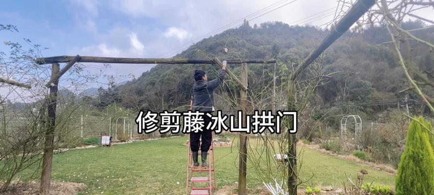 藤本月季修剪方法详解（打造美丽庭院的关键，从修剪开始）