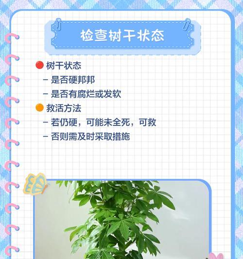 如何挽救发财树树干发软的情况？（教你一招，让发财树重拾生机）