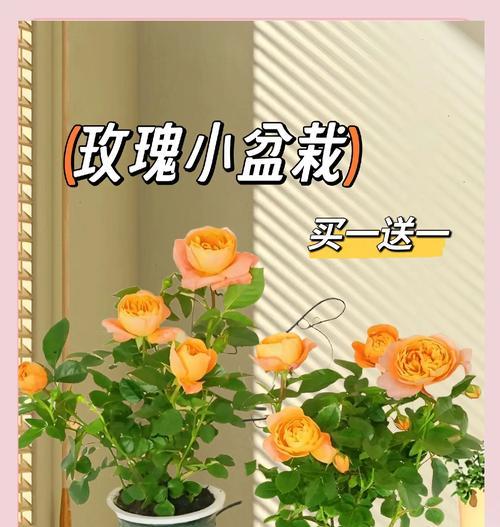 盆栽玫瑰花虫害防治指南（打造健康玫瑰花园，阻止虫害侵扰）