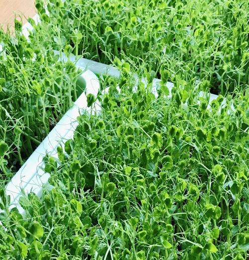豌豆种植养护指南（从种子到收获，打造丰收的秘诀）