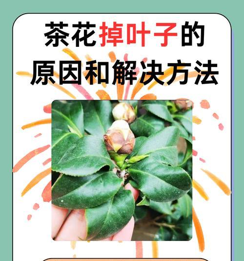 茶花叶子中间发焦原因与处理方法（揭秘茶花叶子中间发焦的秘密，教你如何有效处理）