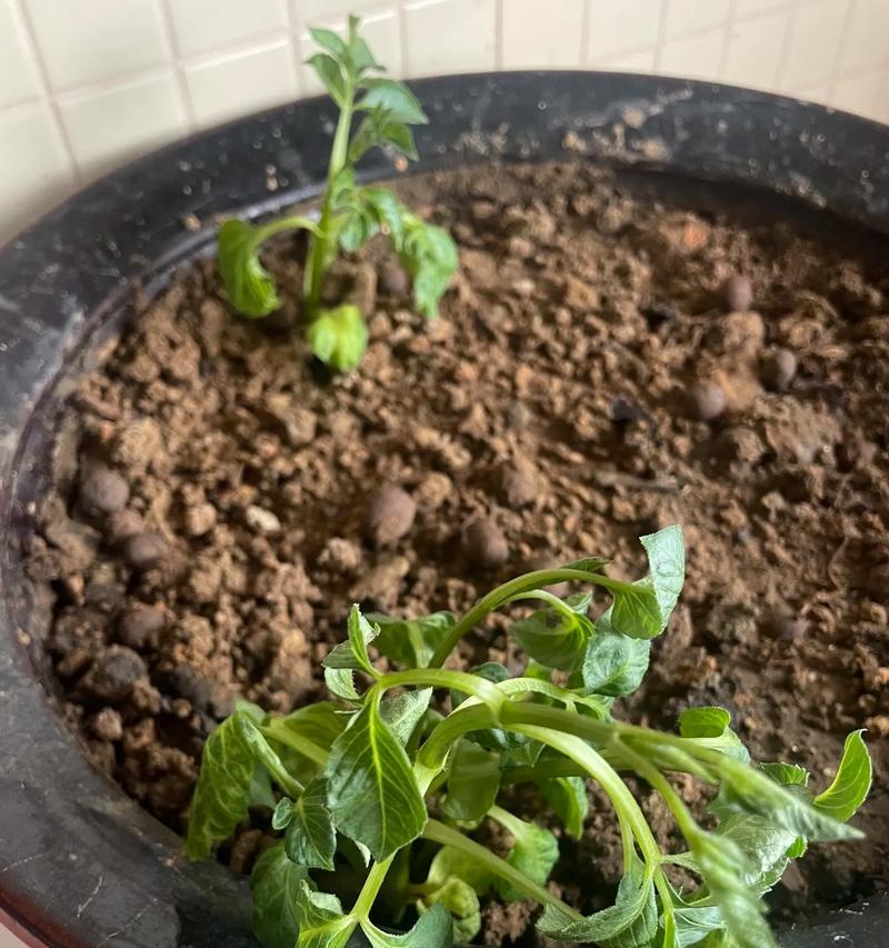 花草焉了，如何处理？（保护花草，拯救大自然）