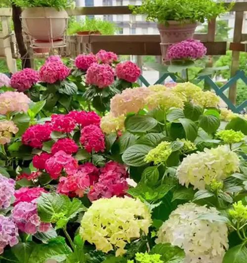 花卉养护指南——如何养好你的花卉
