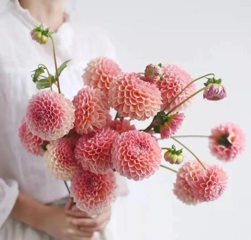 大丽花换盆指南（学会正确换盆，让大丽花茁壮成长）