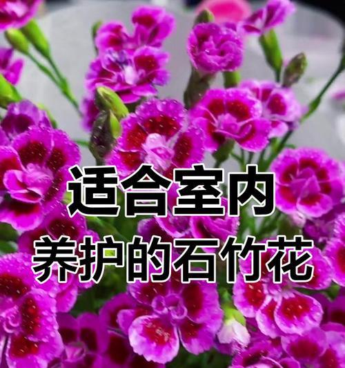 石竹有毒吗？室内养护要注意哪些问题？（了解石竹的毒性及养护方法，让您的室内环境更健康）