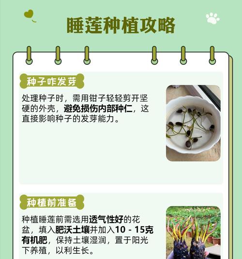 水莲养殖技巧大揭秘（打造独特水景，从水莲开始）