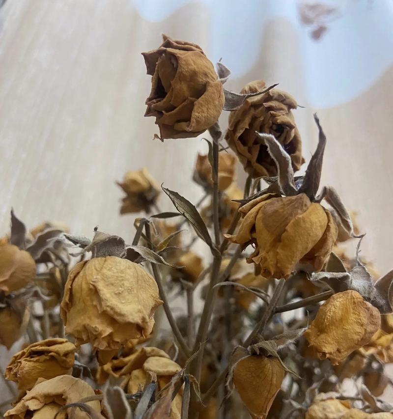探究家门口花草为何枯萎（以花草放在家门口为例，探究其枯萎的原因和解决方法）
