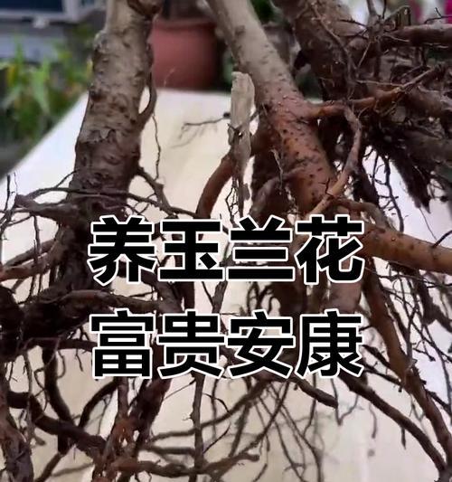 金玉满堂花的养殖和毒性解析（了解这种花的毒性，正确养护它吧！）