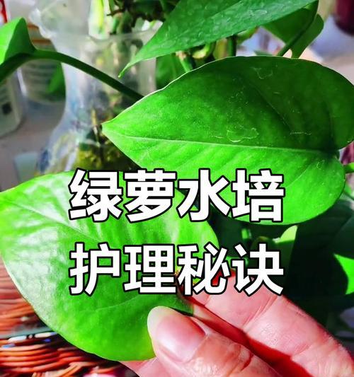 绿萝的浇水技巧——水分管理的关键（掌握正确浇水方式，让绿萝茁壮成长）