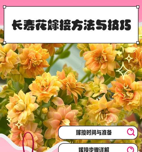 长寿花摘心的正确方法（掌握长寿花摘心技巧，让它更长寿）