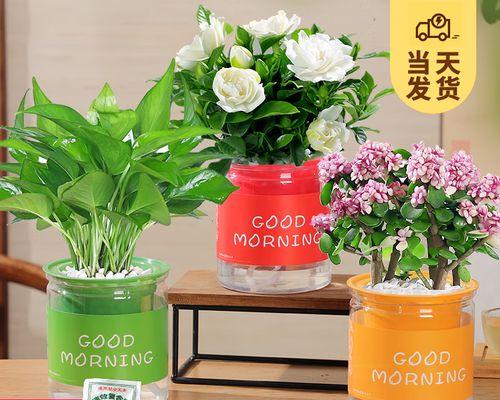 金枝玉叶的水养之道（打造盛开繁茂的金枝玉叶，从水养开始）