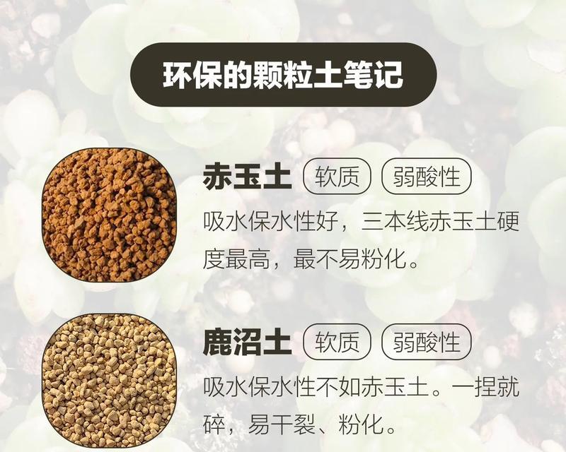 植物多肉之养护全攻略（以植物多肉名称怎么养为主题，探索多肉植物的生长要领）