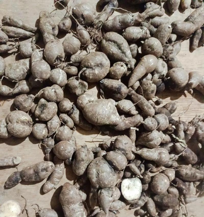 金丝指葫芦施肥技巧（以草木灰和有机肥为主，保持适度湿度和避免过度施肥）