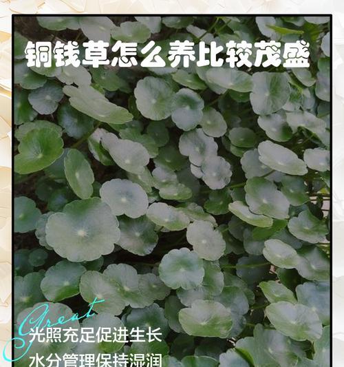 铜钱草为什么矮小？（探究铜钱草生长的原因及影响因素）
