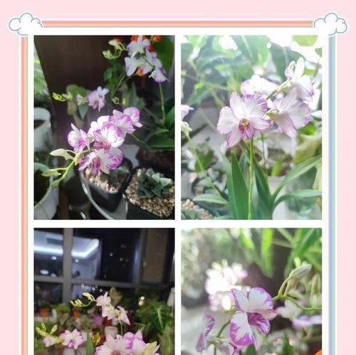 建兰花的养殖方法与注意事项（成功种植建兰花的关键是什么？）