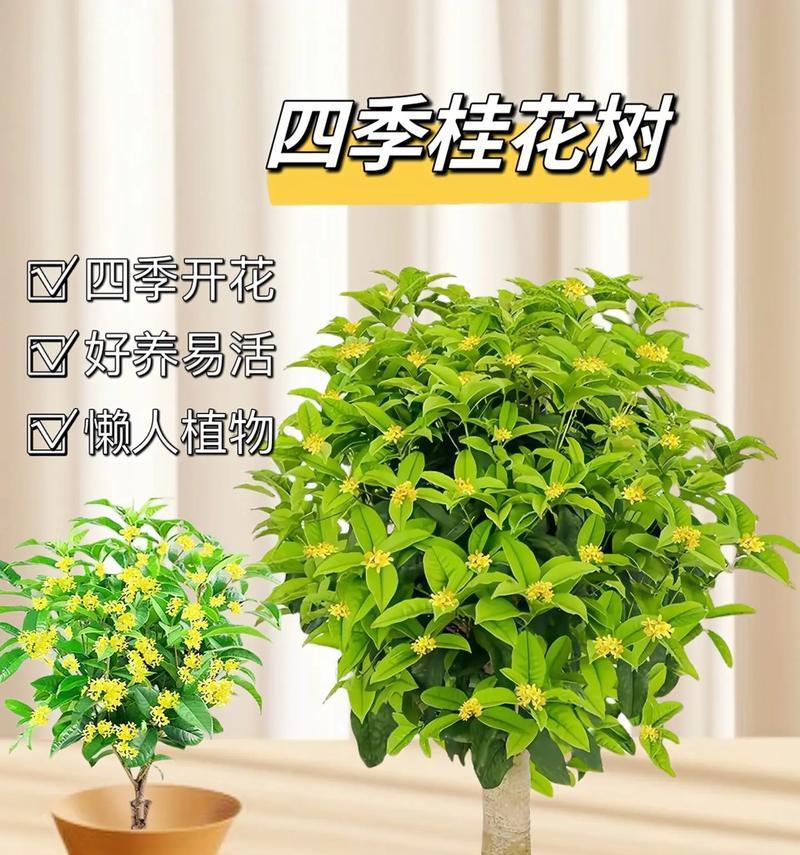 如何正确换盆养护桂花？（桂花换土时间和方法，打造健康美丽的盆栽花园）