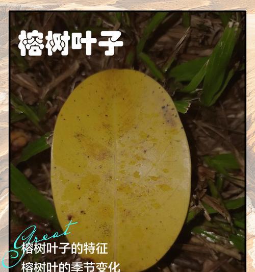 榕树叶子斑点现象及处理方法（保护榕树健康成长，有效应对叶子斑点问题）