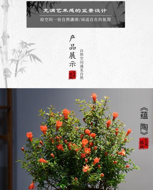 如何管理石榴花盆景——打造繁花似锦的小天地（石榴盆景管理的技巧与要点）
