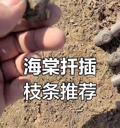 插海棠之技巧与注意事项（如何成功地扦插海棠花苗——经验与心得分享）