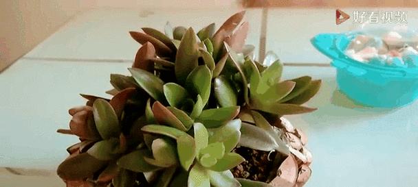 如何提高肉肉的出芽率（肉肉种植技巧和注意事项）