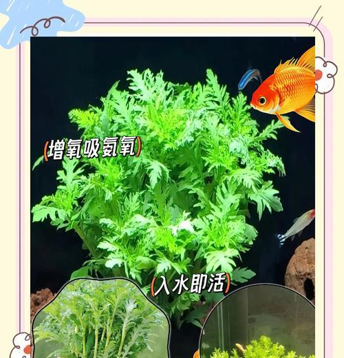 如何正确养护彩叶草（打造绚丽多彩的绿色家园）