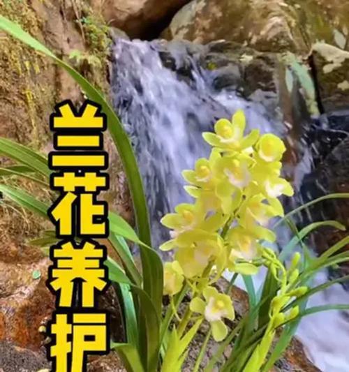 兰花养护大全（打造健康、美丽的兰花园）