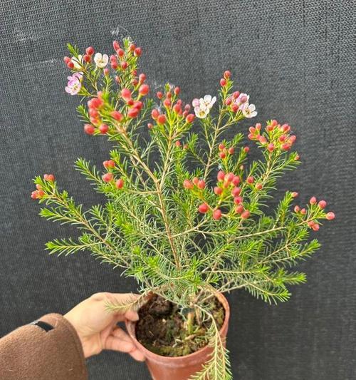 如何配制盆栽腊梅花土（简单方法让您的腊梅花茁壮成长）