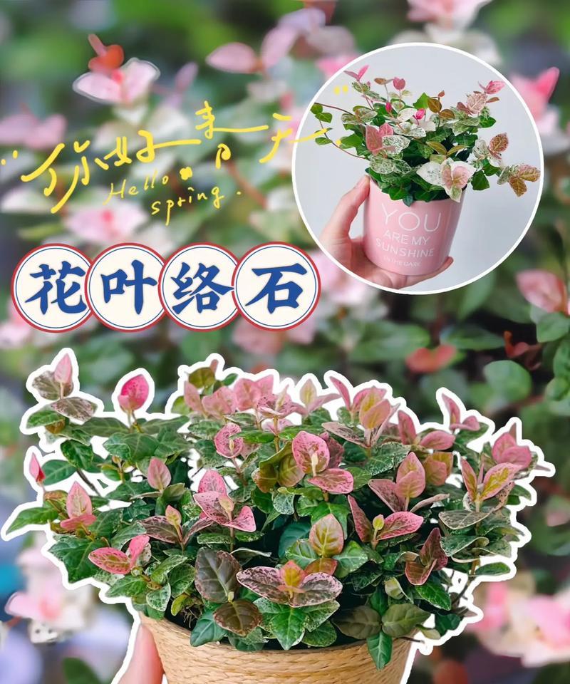 落石花的养殖技术（打造绚丽多彩的落石花海，）
