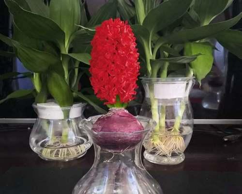 风信子可以水培吗？——了解风信子水培的方法与注意事项