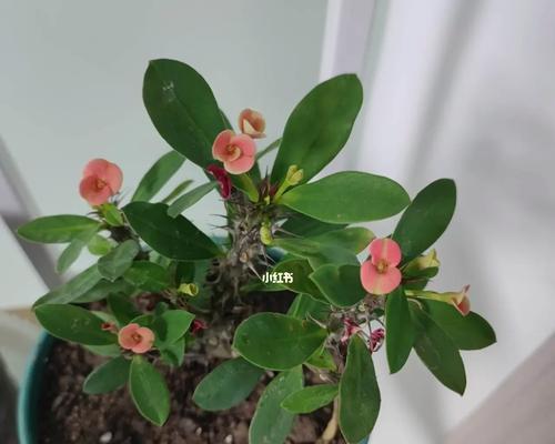 虎刺梅肥料的选择与浇水技巧
