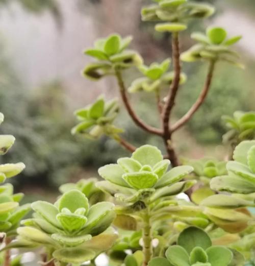 如何处理碰碰香叶子发黑问题（有效防治碰碰香叶子发黑的方法）